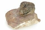 Curled Reedops Trilobite - Morocco #273447-3